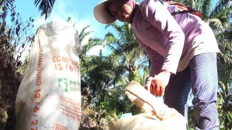 Malaysia-Palmöl-Düngen Female worker spreading fertiliser