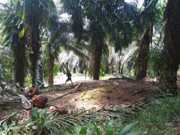 Arbeiter auf Palmölplantage in Sabah.